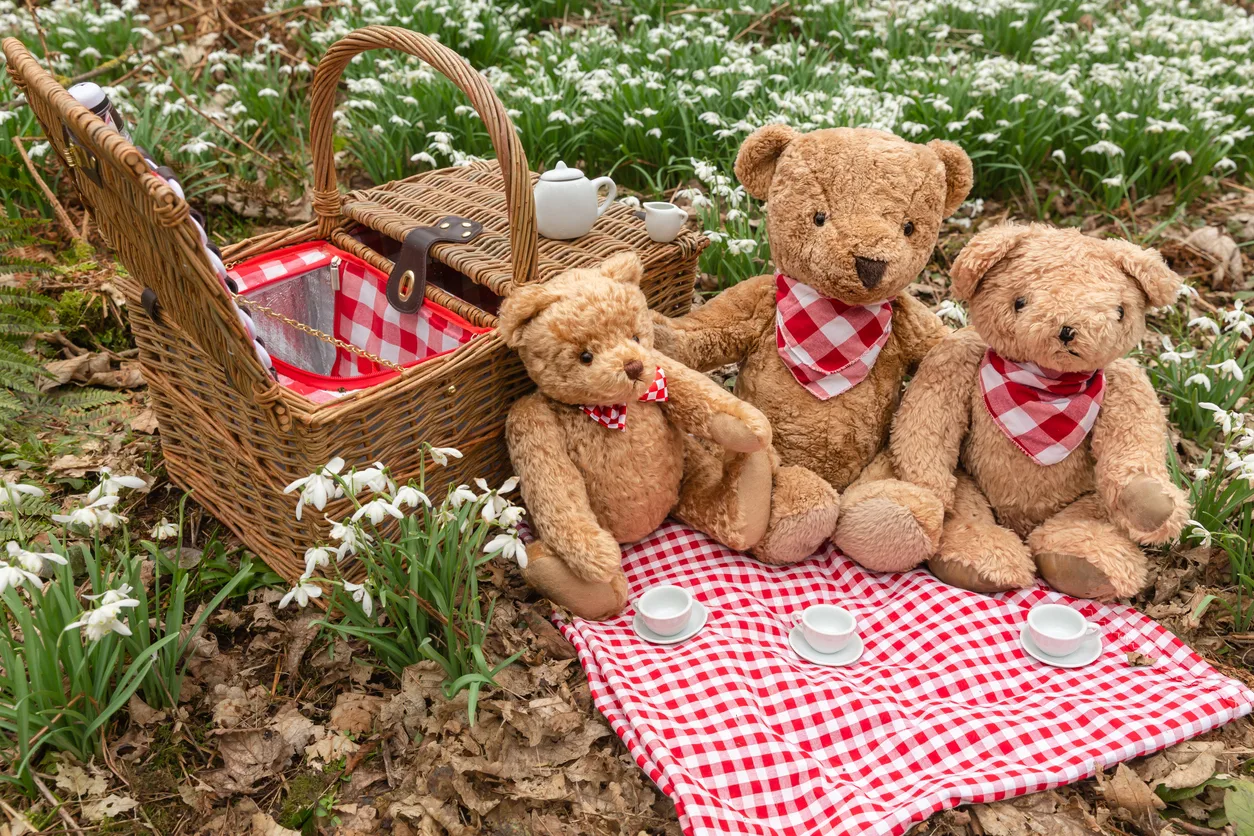 Teddy Bear's picnic in woodland amongst early Spring snowdrops. Three teddy bears having tea on a red and white gingham table cloth with traditional wicker picnic basket and white tea cups.